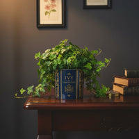 Ivy of Cambridge® Plant Pot