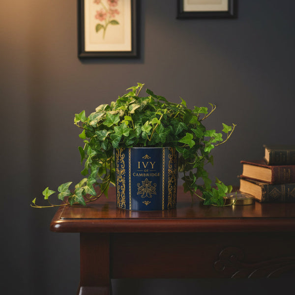 Ivy of Cambridge® Plant Pot