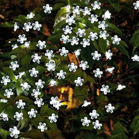 Solar Cherry Blossom String Lights